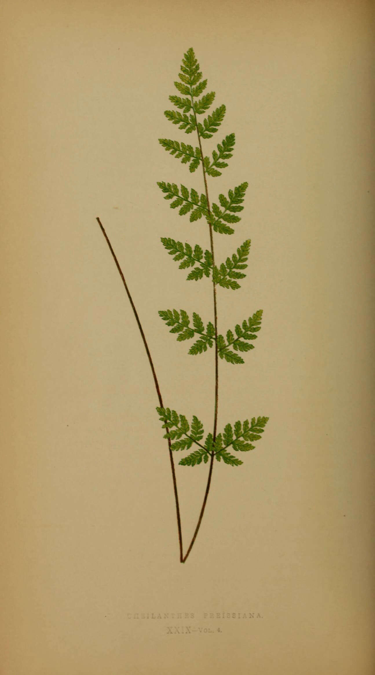 Image of Cheilanthes sieberi subsp. sieberi