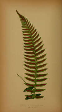 Image of Narrow-Leaf Mid-Sorus Fern