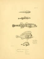 Image of Snailfish