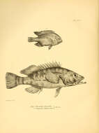 Imagem de Serranus psittacinus Valenciennes 1846