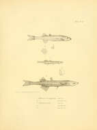 Image of Basilichthys microlepidotus (Jenyns 1841)