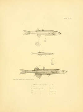 Image of Basilichthys microlepidotus (Jenyns 1841)