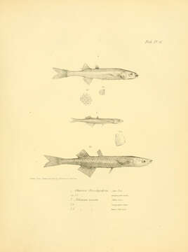 Слика од Basilichthys microlepidotus (Jenyns 1841)