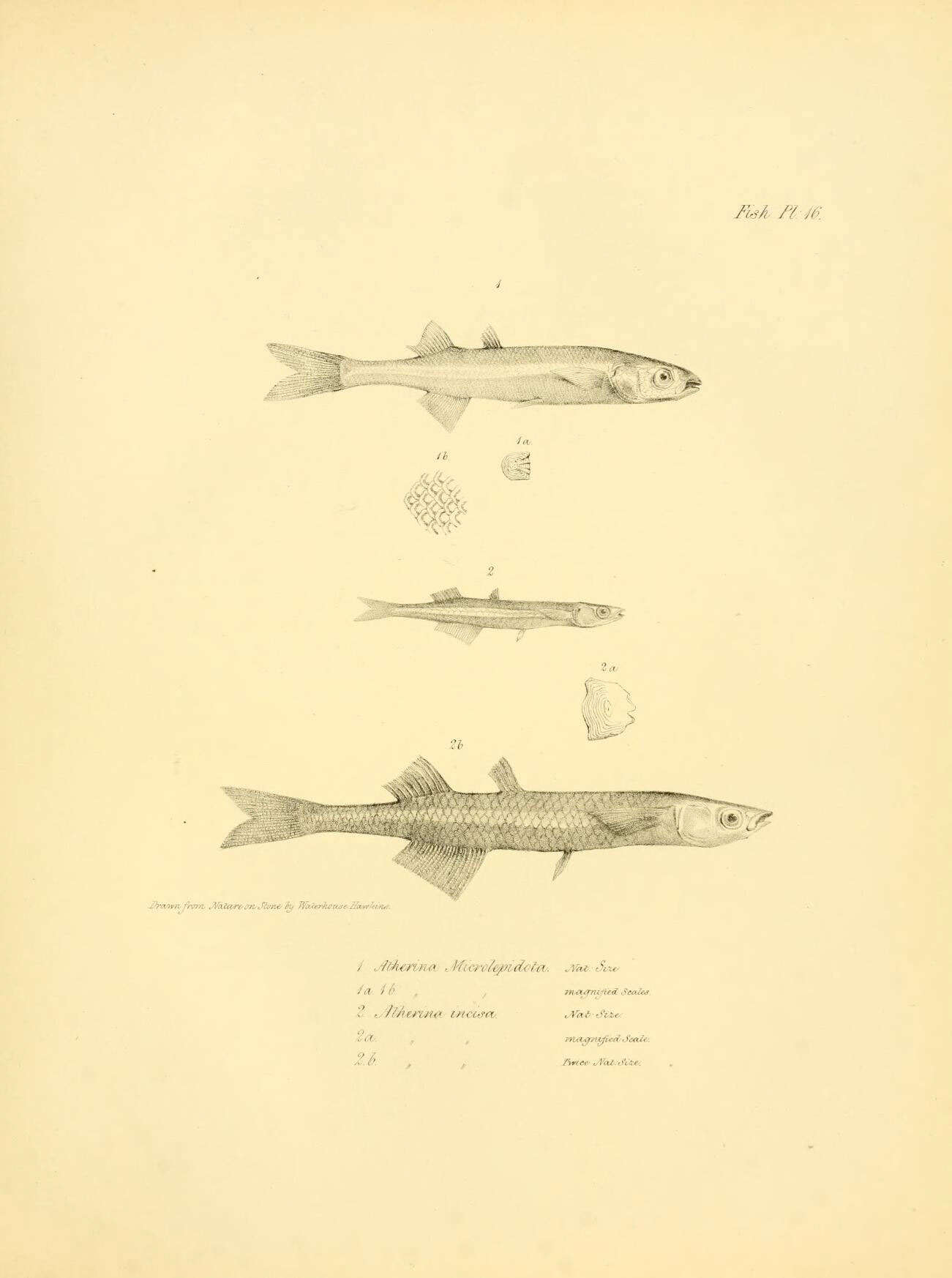 Sivun Basilichthys microlepidotus (Jenyns 1841) kuva