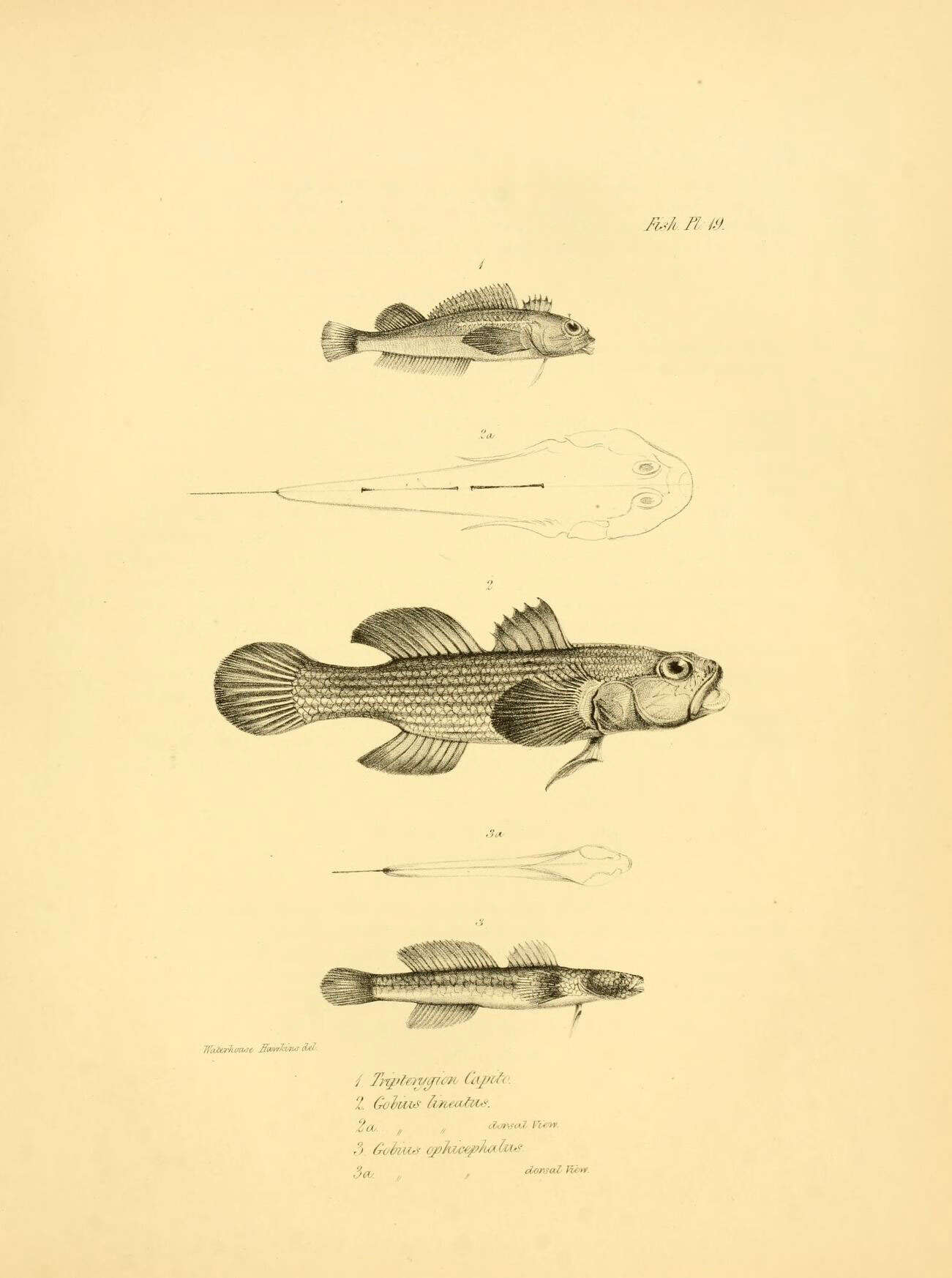 Image of Spotted Robust Triplefin