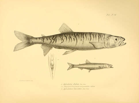 Image of Aplochiton