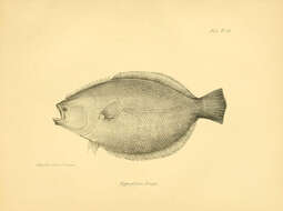 Sivun Paralichthys adspersus (Steindachner 1867) kuva