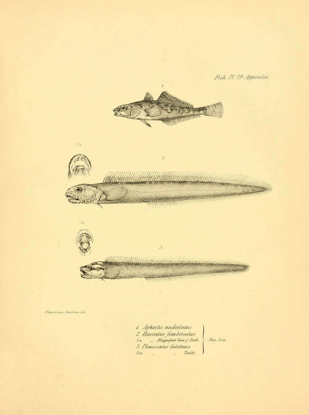 Pseudaphritis undulatus (Jenyns 1842)的圖片