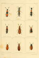 Image of Paederus (Heteropaederus) fuscipes Curtis 1826