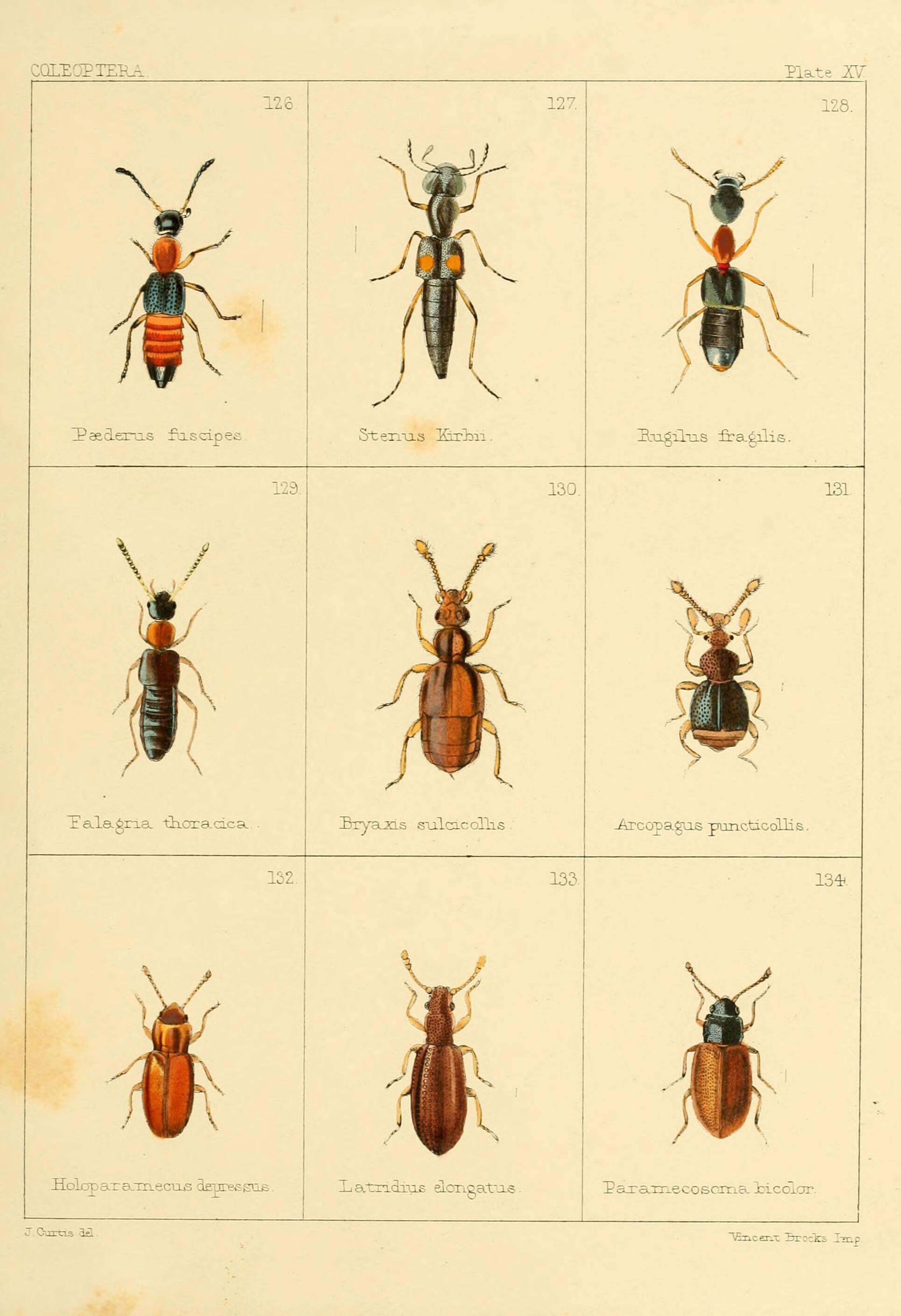 Paederus (Heteropaederus) fuscipes Curtis 1826 resmi