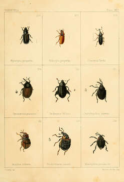 Image of Hylurgus piniperda Dejean 1821