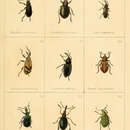 Image of Rhynchites similis Curtis 1829