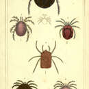 Image of Hydrachna geographica Muller