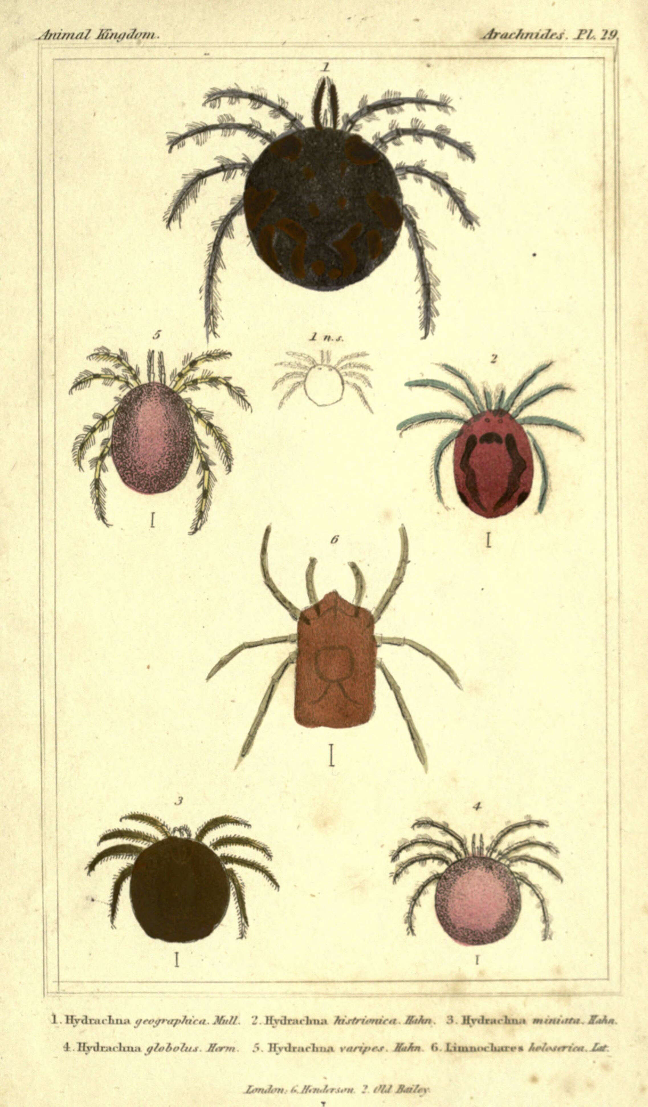 Image of Hydrachna geographica Muller