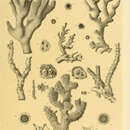 Image of Stylophora flabellata Quelch 1886