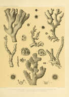 Image de Stylophora flabellata Quelch 1886