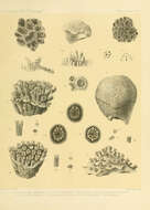 Image of Favites valenciennesii (Milne Edwards & Haime 1849)