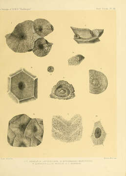 Image of Moseleya Quelch 1884