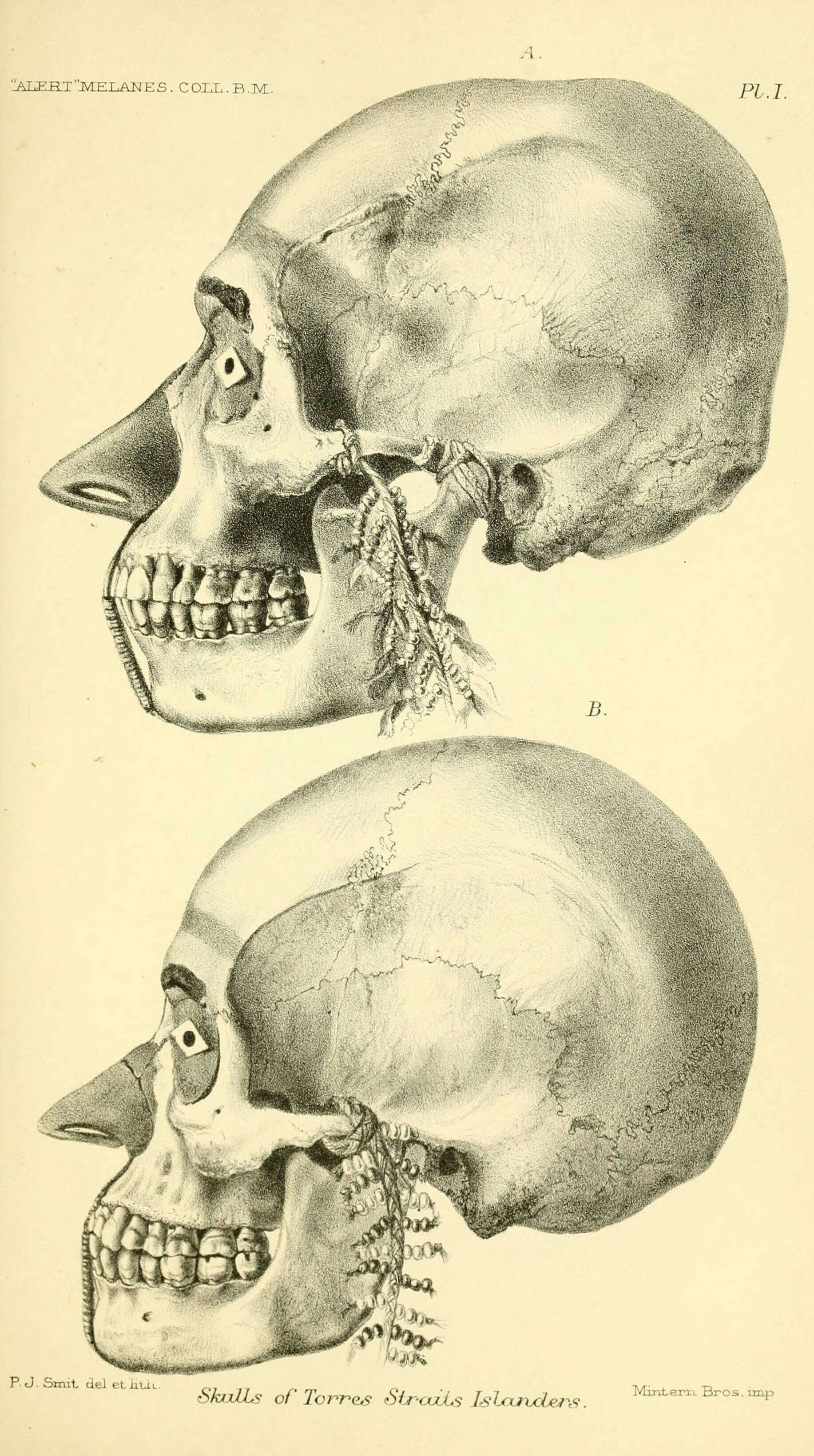 Image de Homo Linnaeus 1758