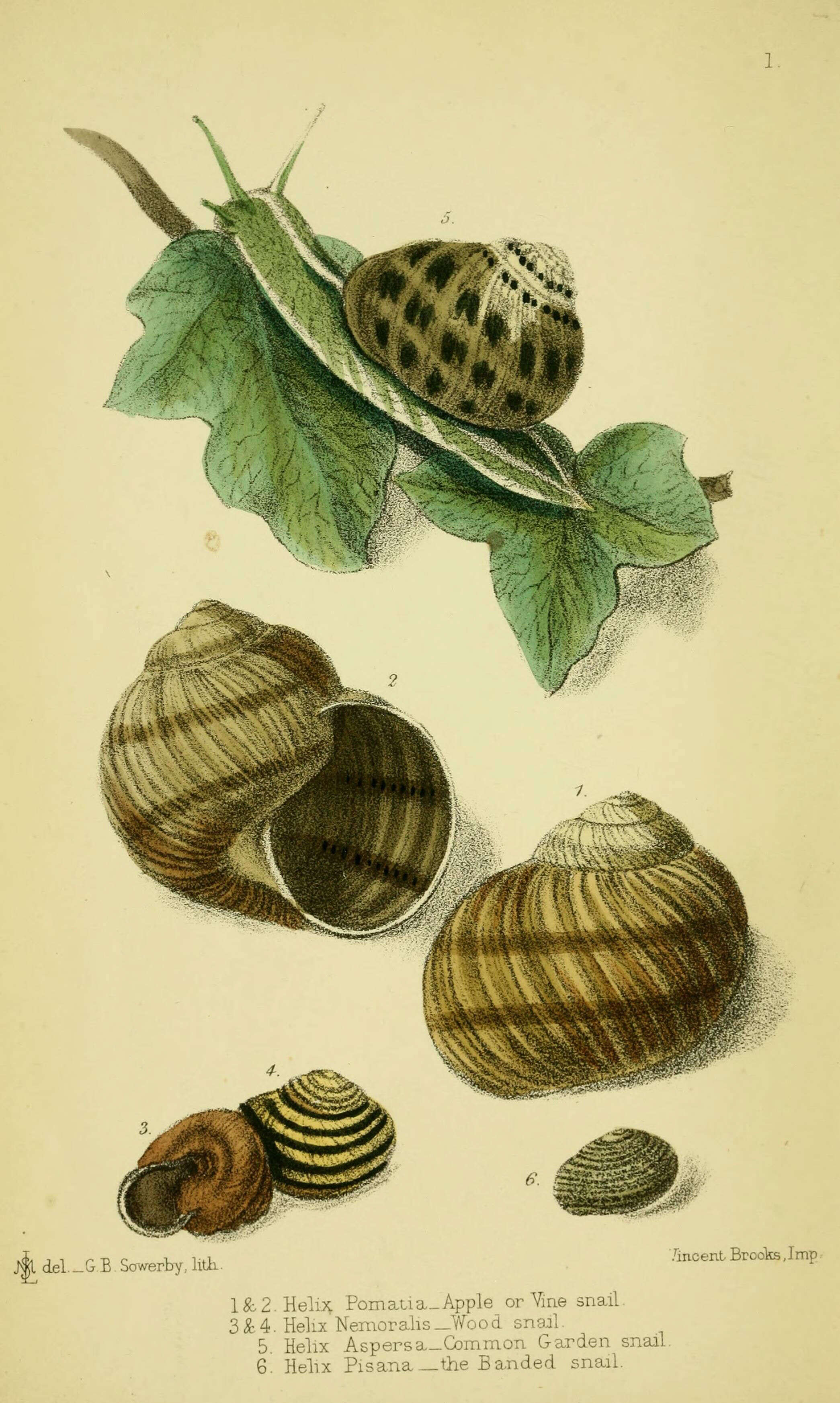 Image of Burgundy snail