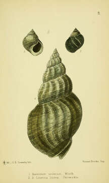 Image of Common whelk