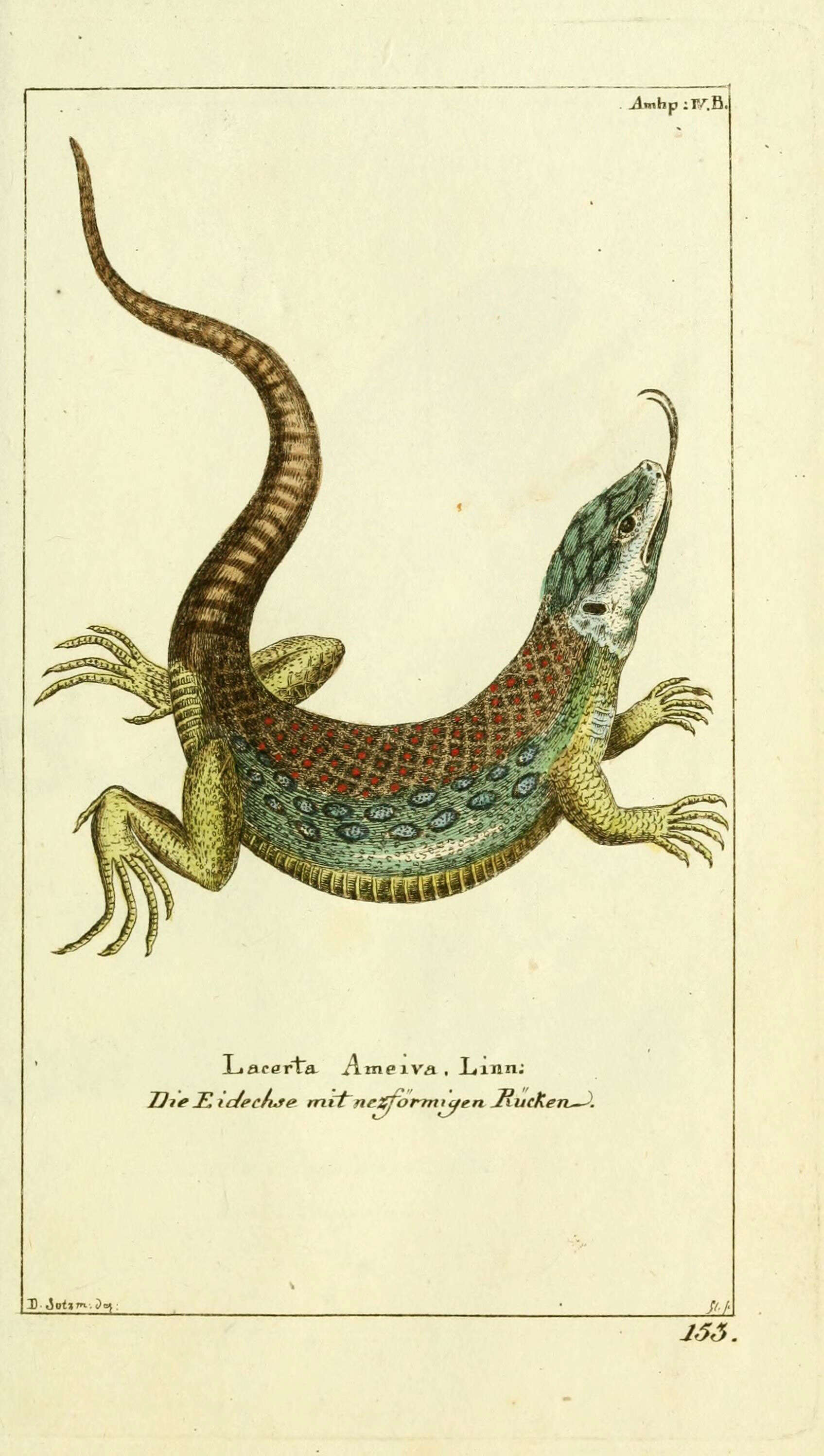 Ameiva ameiva (Linnaeus 1758) resmi