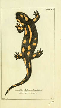 Image of Common Fire Salamander