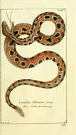 صورة Sistrurus miliarius (Linnaeus 1766)