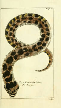 Plancia ëd Agkistrodon contortrix (Linnaeus 1766)