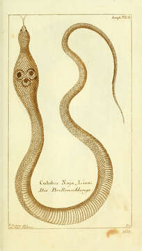 Image of Indian cobra