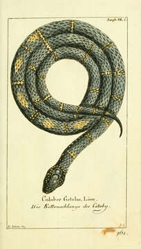 Image of Common Kingsnake