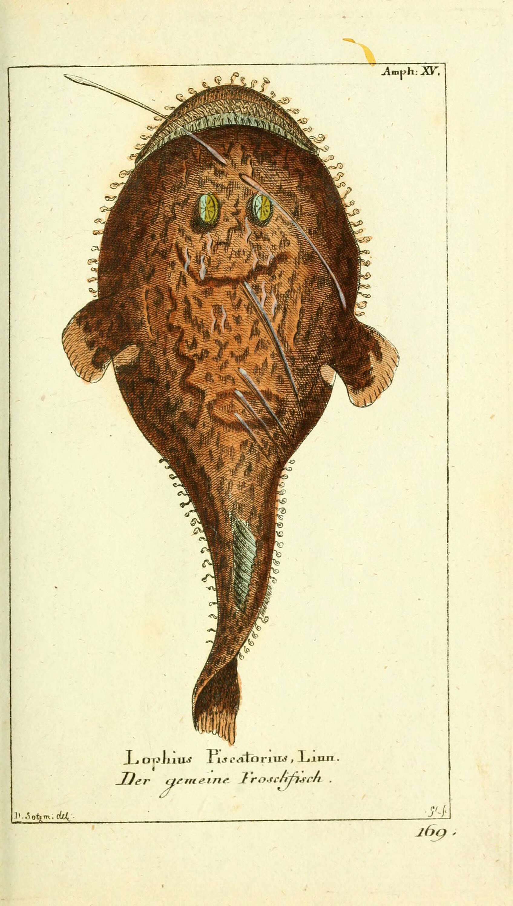 Imagem de Lophius piscatorius Linnaeus 1758