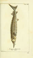 Image of Atlantic Sturgeon