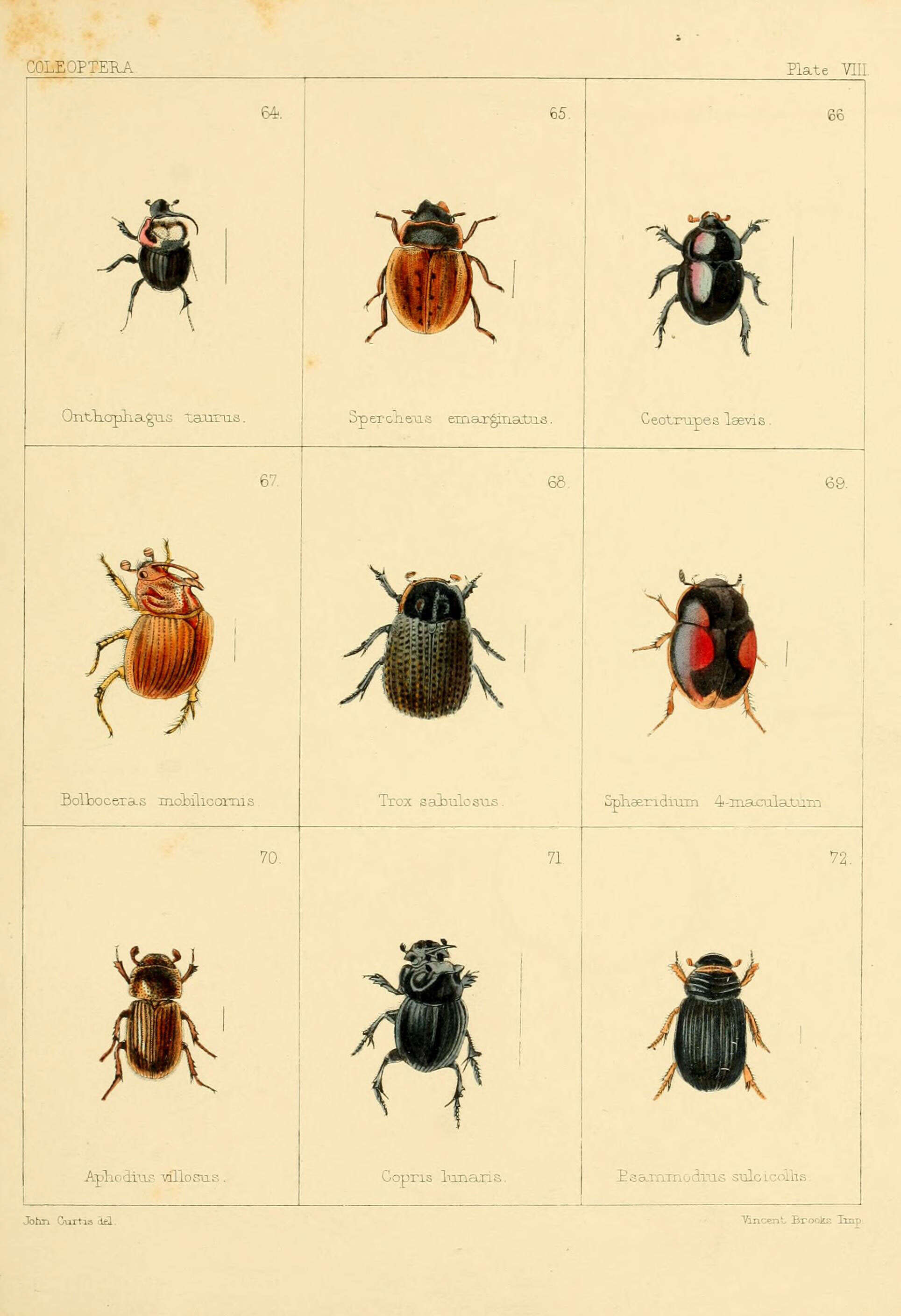 Onthophagus taurus (Schreber 1759) resmi