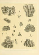 صورة <i>Physogyra lichtensteini</i>