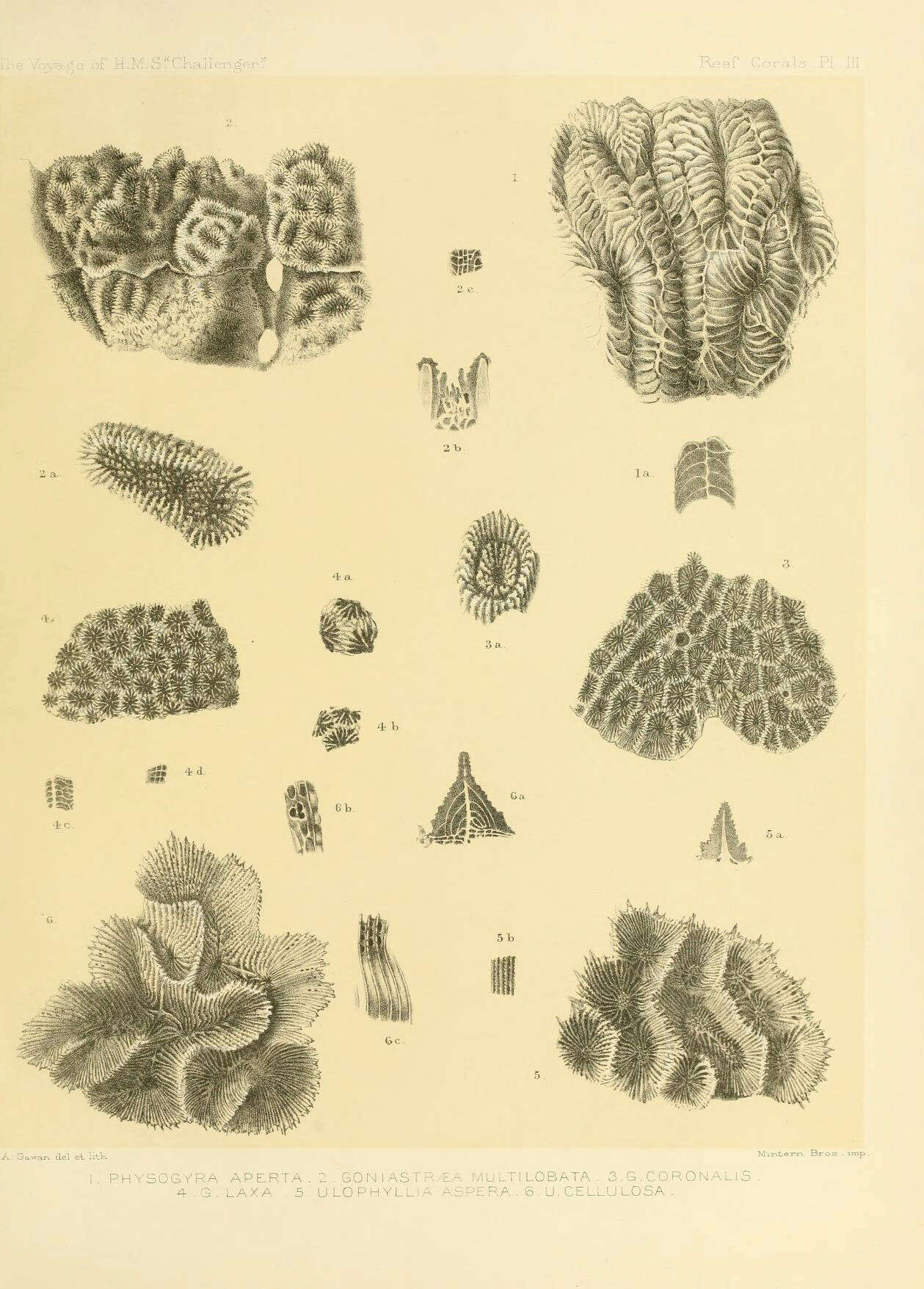 Image of <i>Physogyra lichtensteini</i>