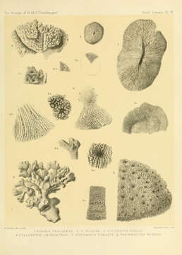 Image of Lobactis scutaria (Lamarck 1801)
