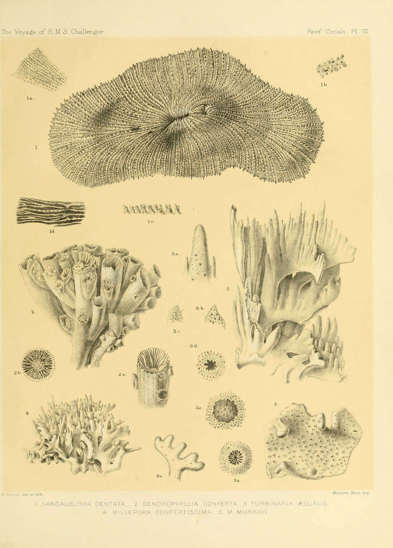 Image of Sandalolitha dentata Quelch 1884