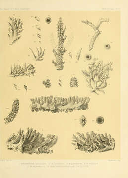 Image of Acropora speciosa (Quelch 1886)