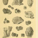 Imagem de Goniopora tenella (Quelch 1886)