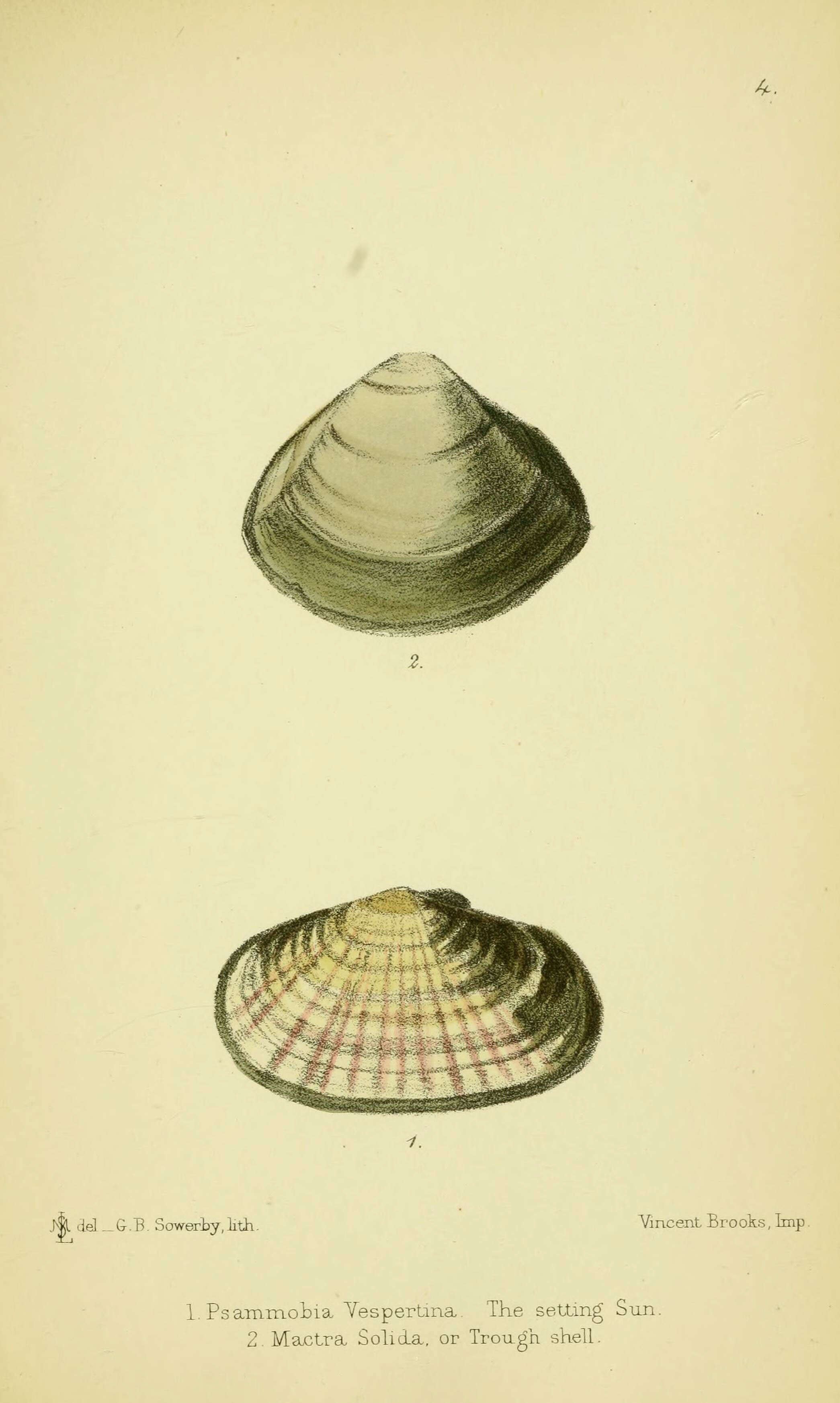 Image de Gari depressa (Pennant 1777)