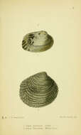 Imagem de Venerupis corrugata (Gmelin 1791)