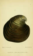 Image of Glossus Poli 1795