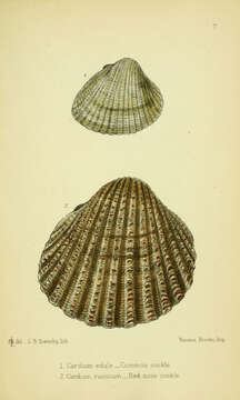 Image of Common cockle