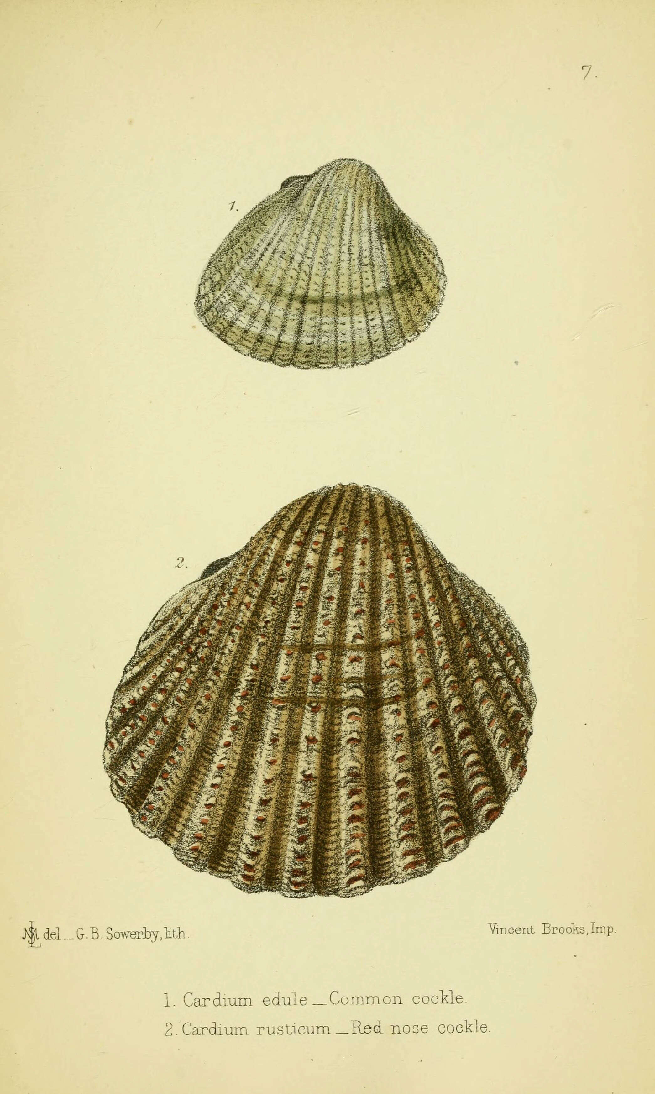 Imagem de Cerastoderma edule (Linnaeus 1758)