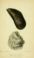 Image of Mytilus Linnaeus 1758