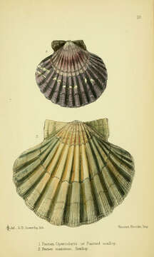 Image of queen scallop