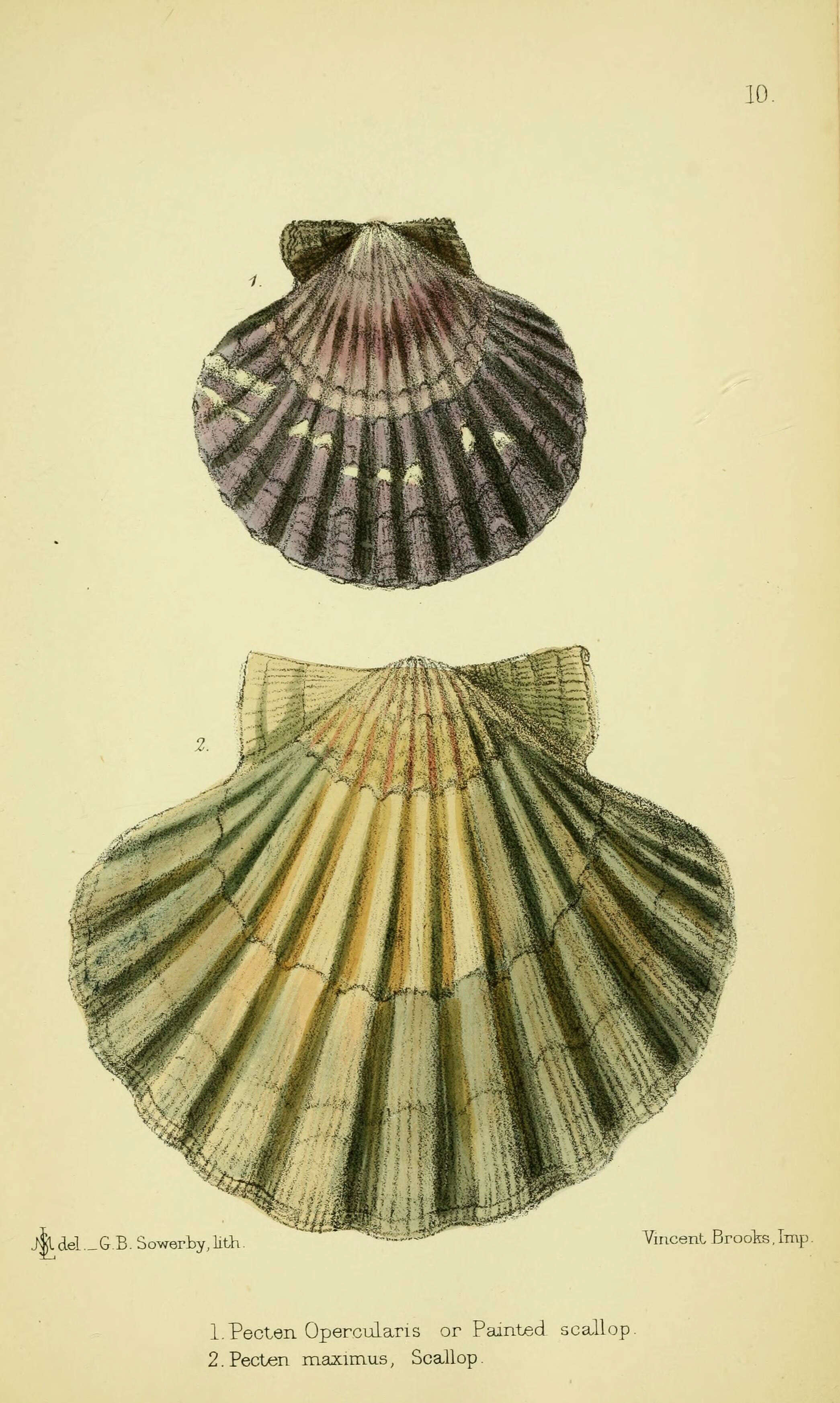 Imagem de Aequipecten opercularis (Linnaeus 1758)