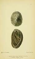 Imagem de Haliotis tuberculata Linnaeus 1758