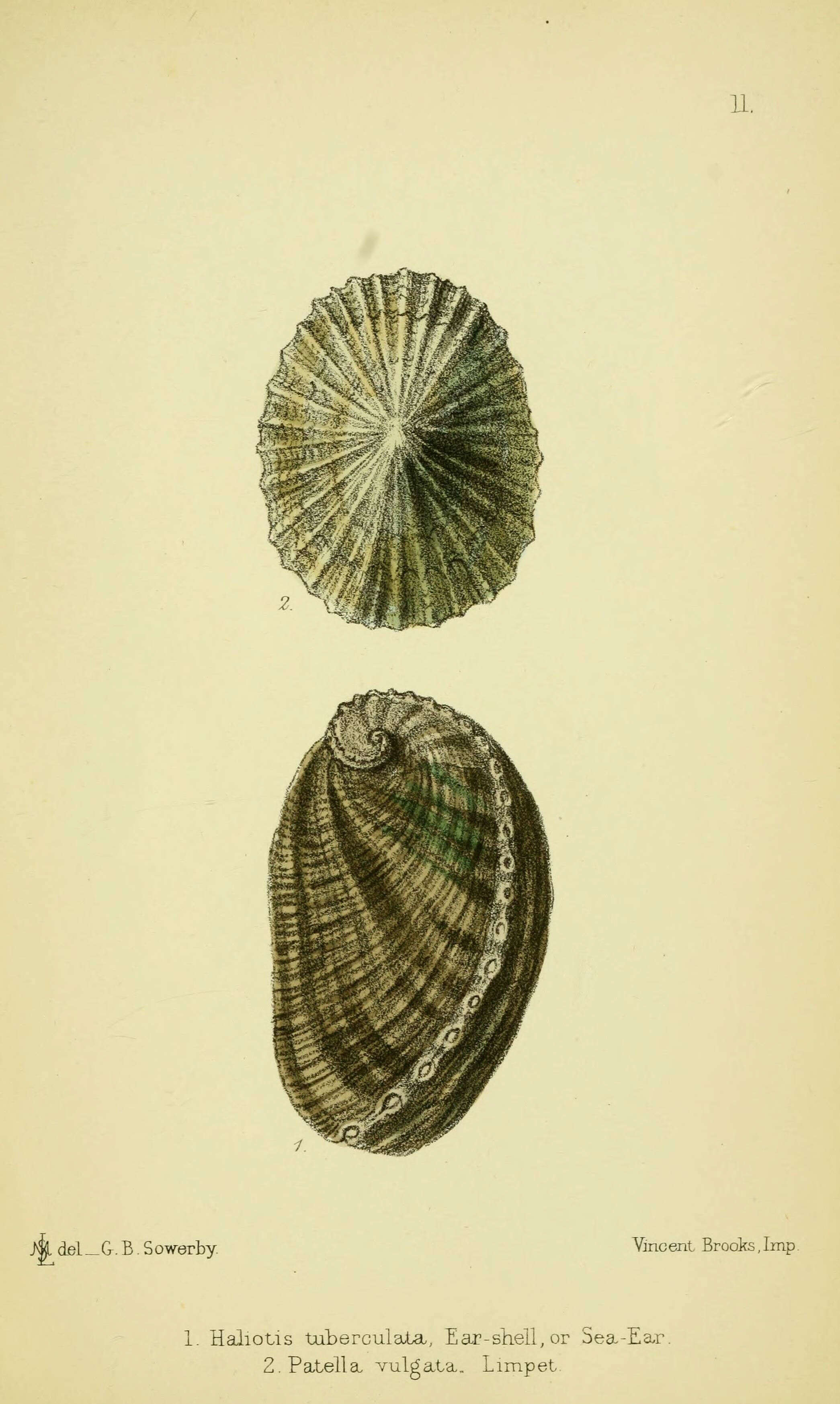 Imagem de Haliotis tuberculata Linnaeus 1758